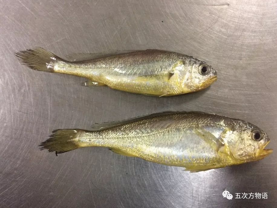 青島十大最受歡迎海魚