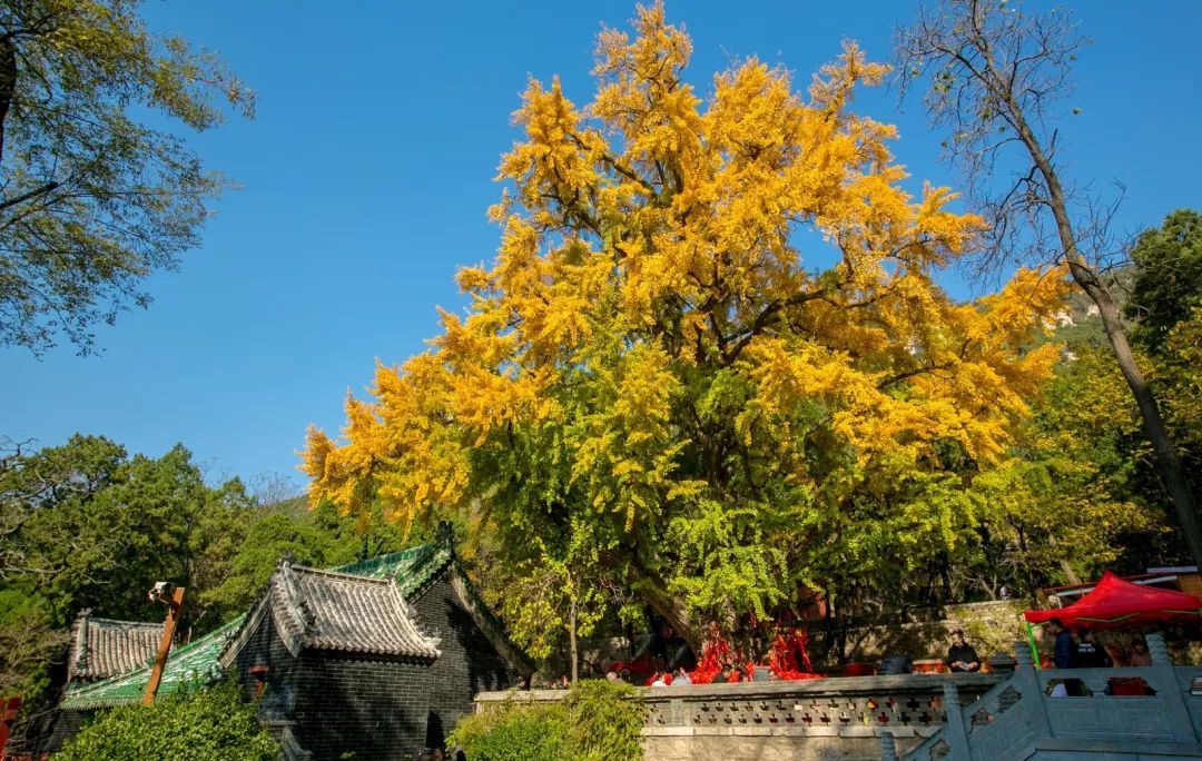 论济南的千年银杏树,若五峰山称老二,五峰山济南市长清区万德镇灵岩寺