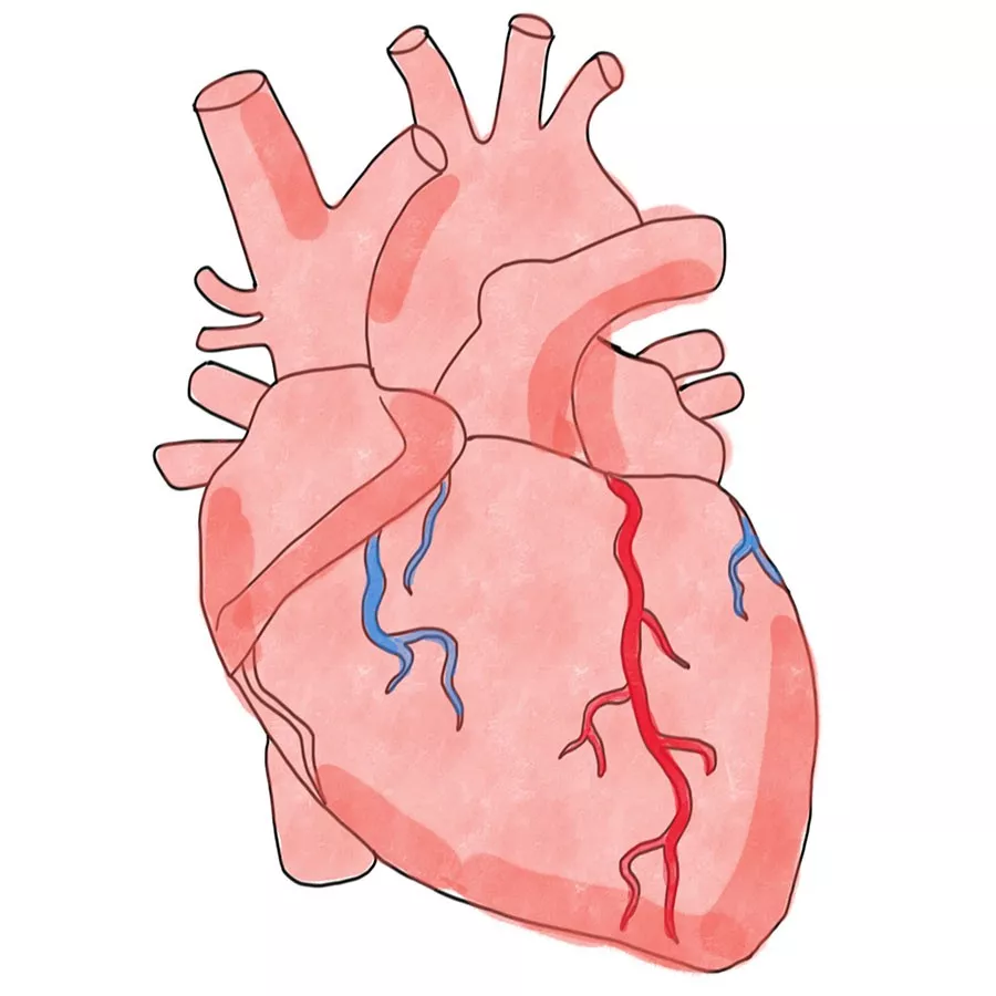 心肌细胞平均每20年更(si)新(le)一次,这一辈子,你怦然心动无法呼吸的