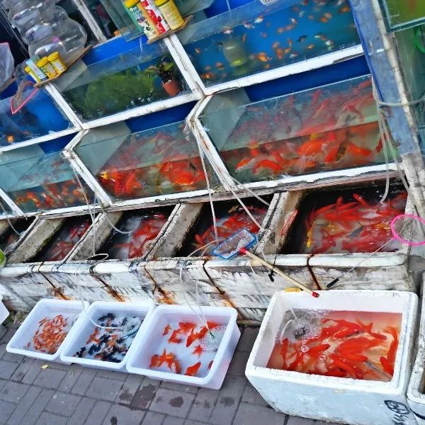 塘沽花鸟鱼虫市场图片