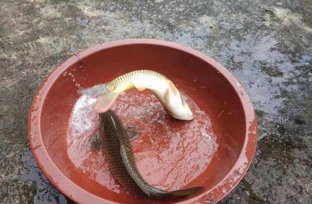 脫貧攻堅古藺榜樣太平養殖戶吳勇活水養魚帶活鄉親