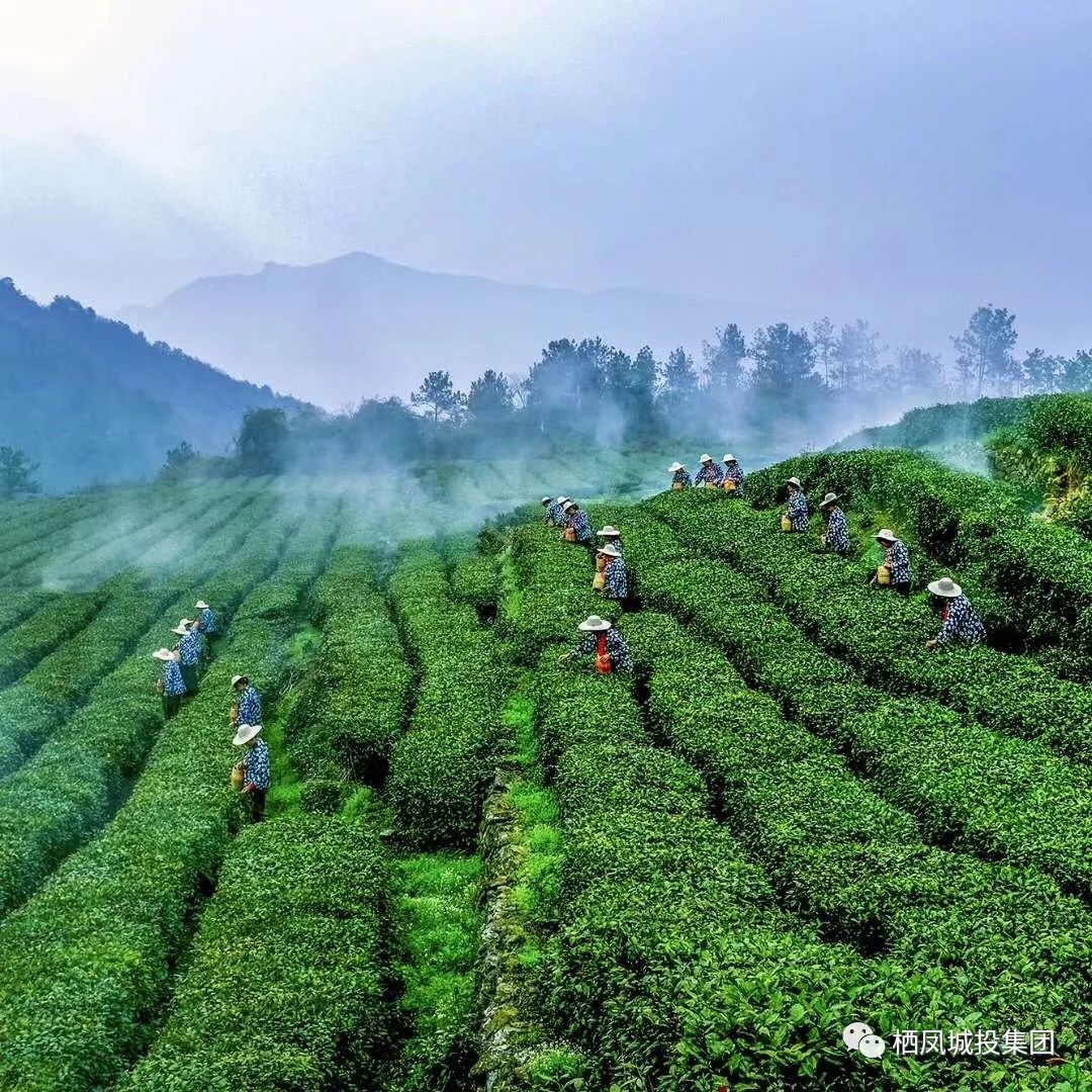 远安黄茶鹿苑村图片