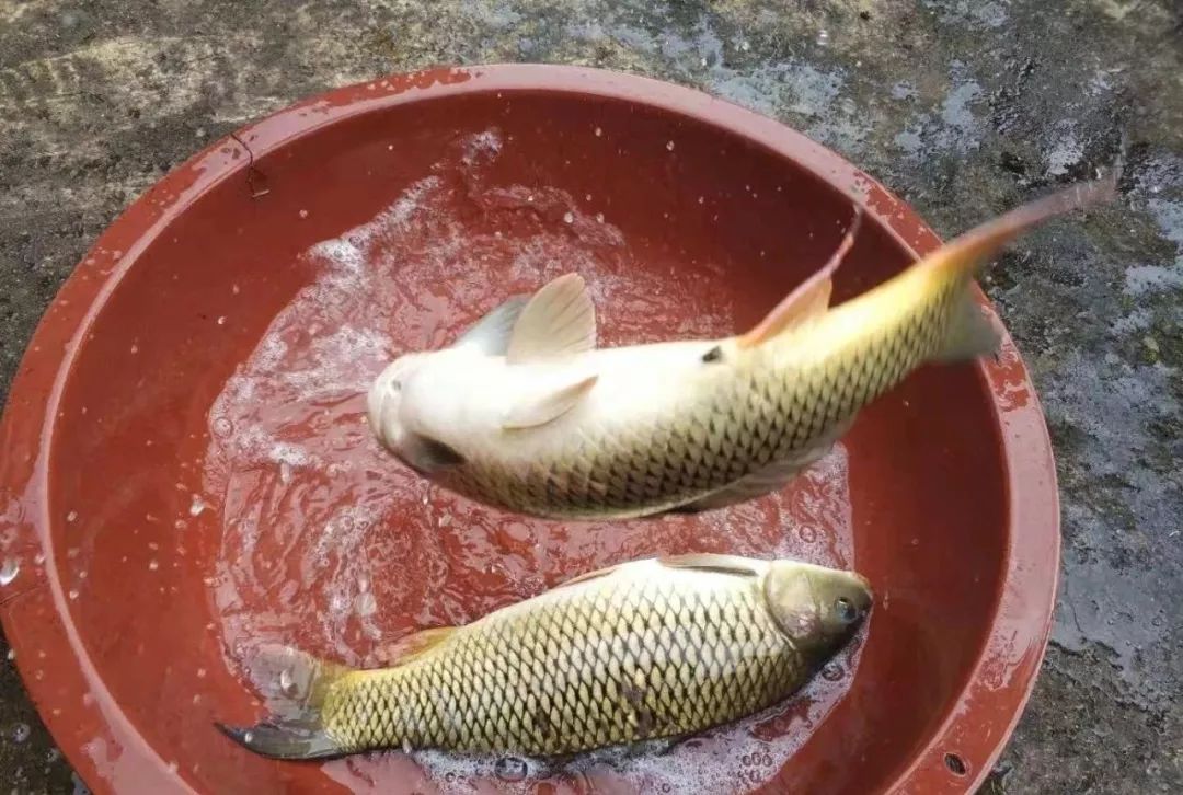 脫貧攻堅古藺榜樣太平養殖戶吳勇活水養魚帶活鄉親