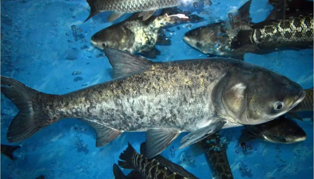 可以加強池塘的肥力,因為魚的食物來源就是靠這些肥料養活的微生物