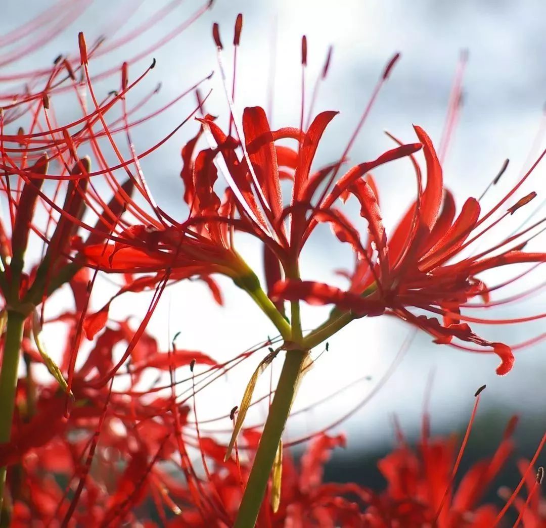 靈魂擺渡·黃泉篇》中曾提到曼珠沙華,黃泉八百里沙海,寂寞荒涼,無花