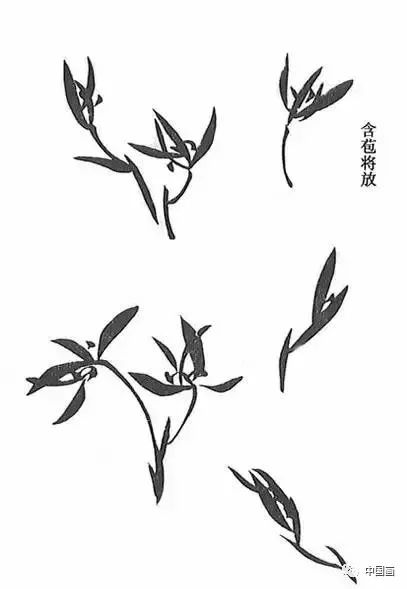 兰花花朵画法图片