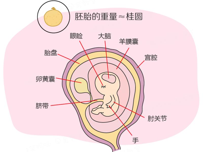 孕期40周指南:懷孕第8周 胚胎的器官特徵開始明顯