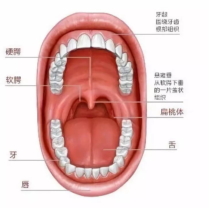 口腔粘膜正常图片