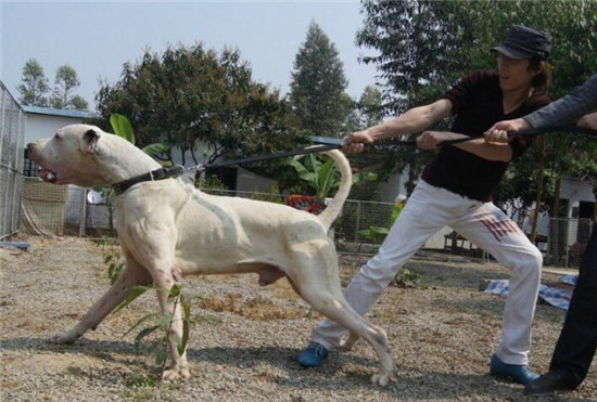 亚洲最能打的狗,不是中国的藏獒,而是巴基斯坦的国宝—库达犬