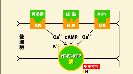 注射用奥美拉唑钠的临床作用机制总结_胃酸