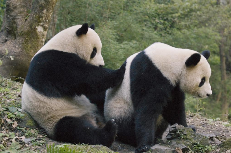 大熊猫vs东北虎图片