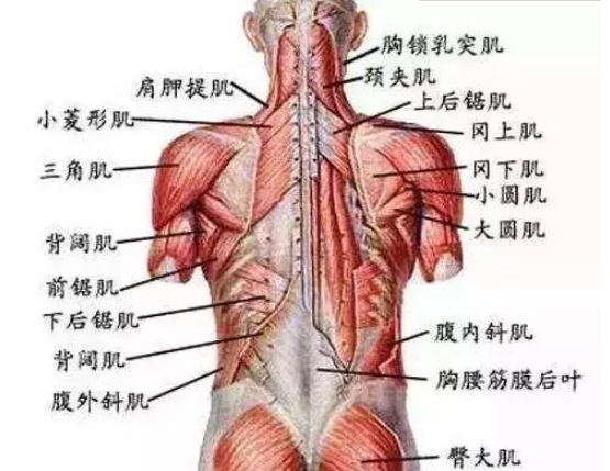 了解了人体这些肌肉链走向颈肩腰腿痛锤疗轻松调理