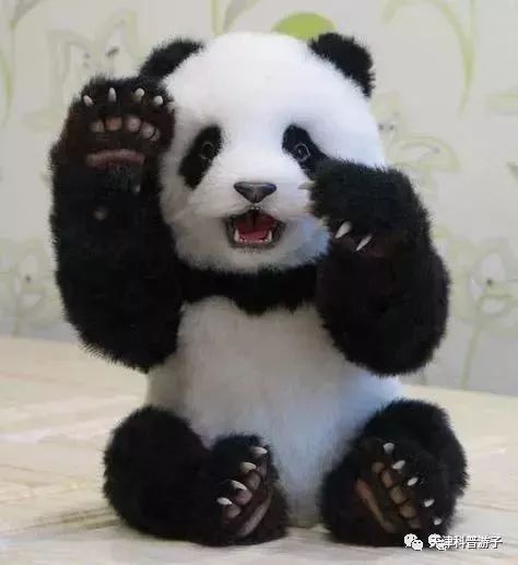小种大熊猫搞笑图片