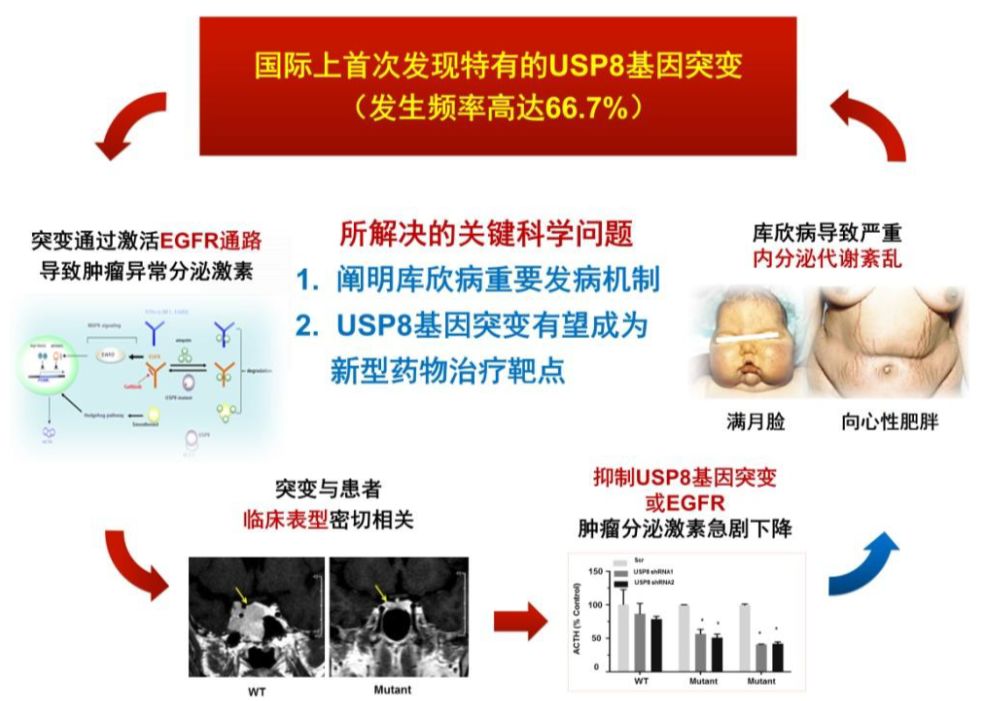 《自然》子刊:上海華山醫院垂體瘤研究團隊在庫欣病基礎研究領域再獲