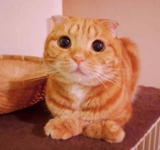 橘猫咖喱图片