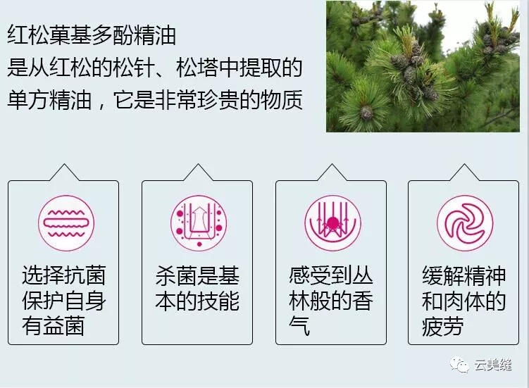 在大量实验报告中,红松的植物精气效果远高于其他植物,而红松精气宝的