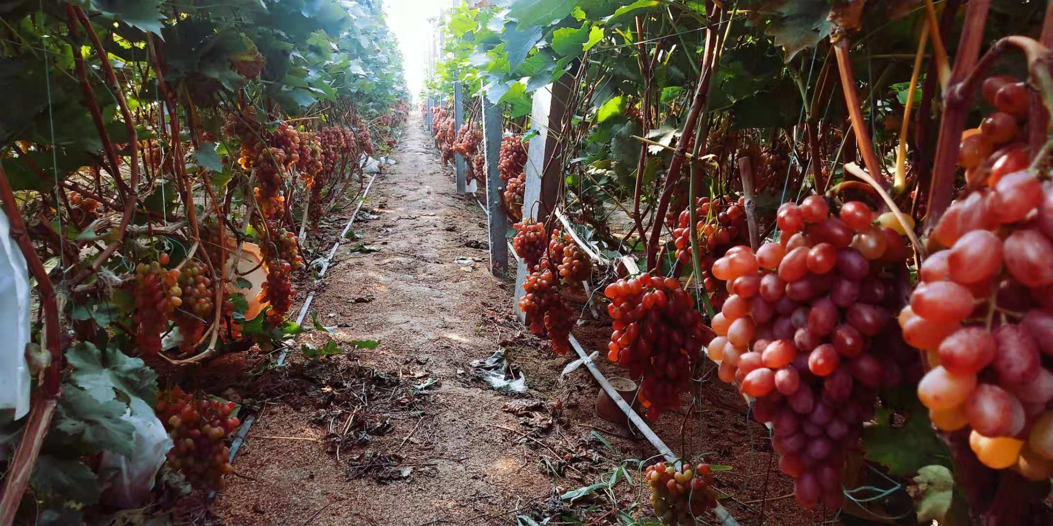 露地冰美人葡萄种植图片