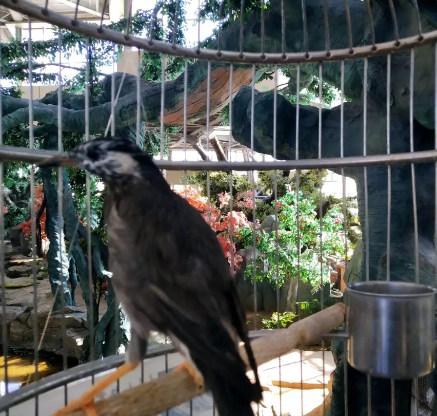 百鳥苑動物園裡的熱帶雨林