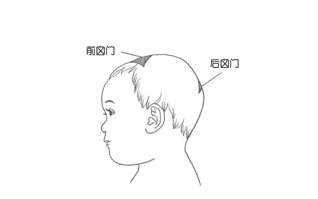 前囟門的位置很多家長應該都知道寶寶剛生下來的時候頭頂有一塊狗頭