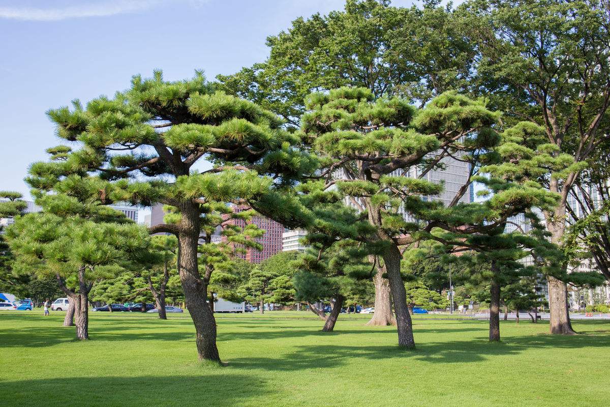 世界最著名十棵松树:八棵在中国,超过1400年历史,马云买不起!