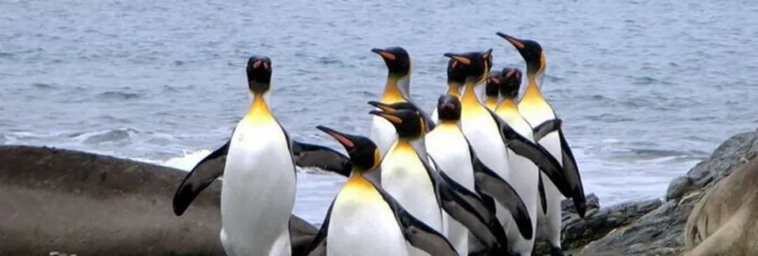 成了墨尔本旅游景点的必打卡之地企鹅岛看小企鹅回家大洋路看十二门徒