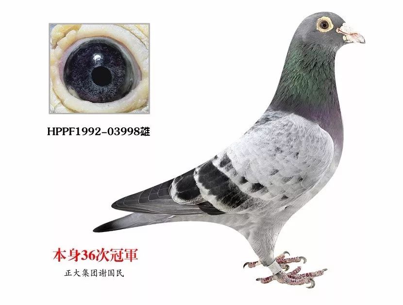 经验解读迷人的紫罗兰鸽眼