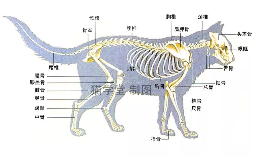 猫的繁殖过程示意图图片