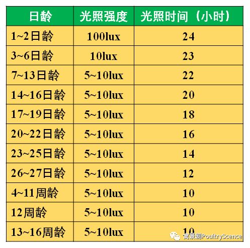 蛋鸡海兰褐光照对照表图片