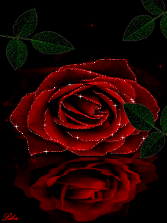 玫瑰花壁纸动态图片