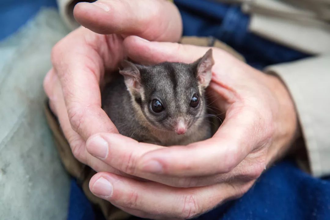 澳大利亚侏儒负鼠图片