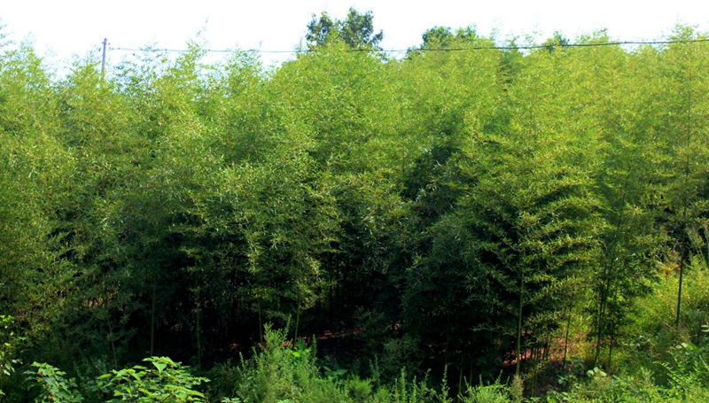 公司目前已建成雷竹核心種植基地,高產示範雷竹林,優質雷竹種苗圃等共