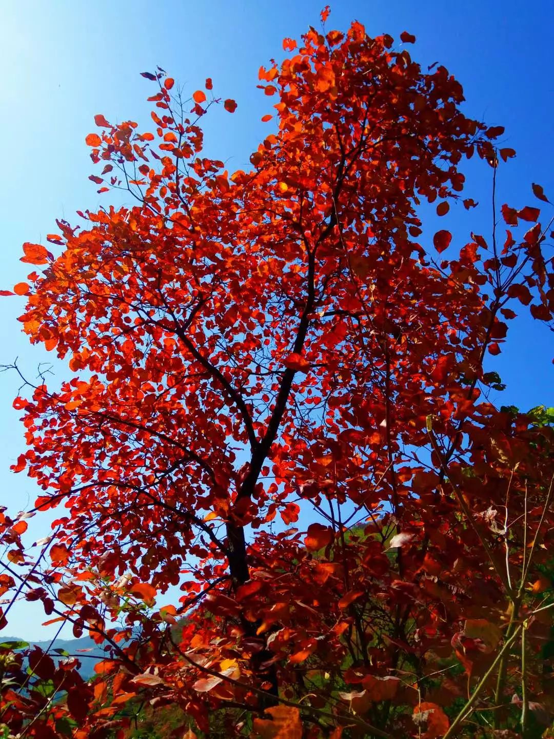 2018"金秋好时节·汉滨赏红叶"文化旅游推介活动在茨沟镇热闹开场