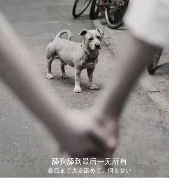 舔狗 心酸图片