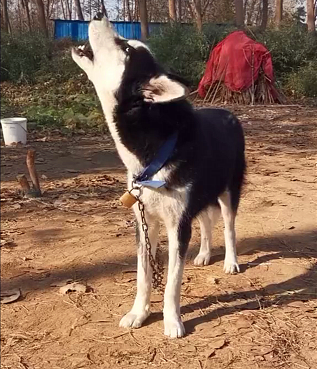 二哈叫声图片