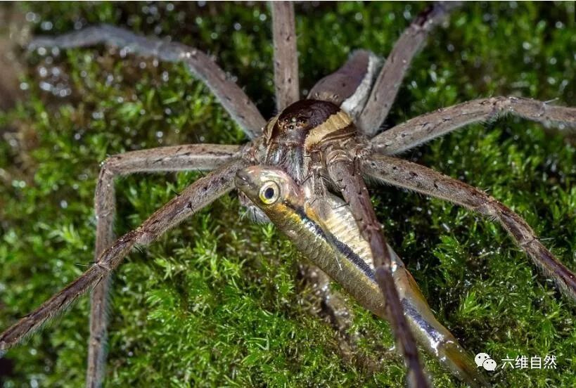 这种蜘蛛不但不织网捕昆虫,还喜欢到水里捕鱼吃,神奇!