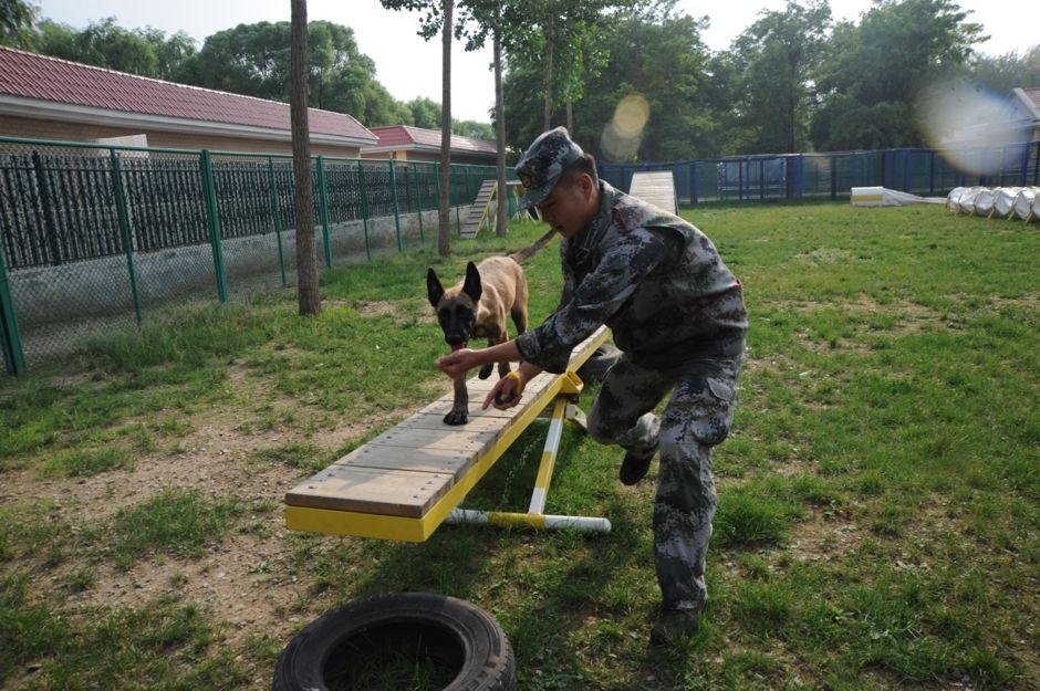 如此身懷絕技的軍犬逆天了_訓練