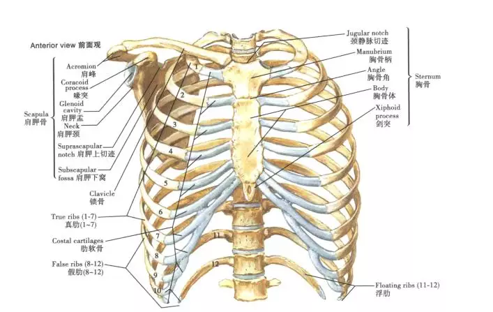 肋骨下缘具体哪个位置图片