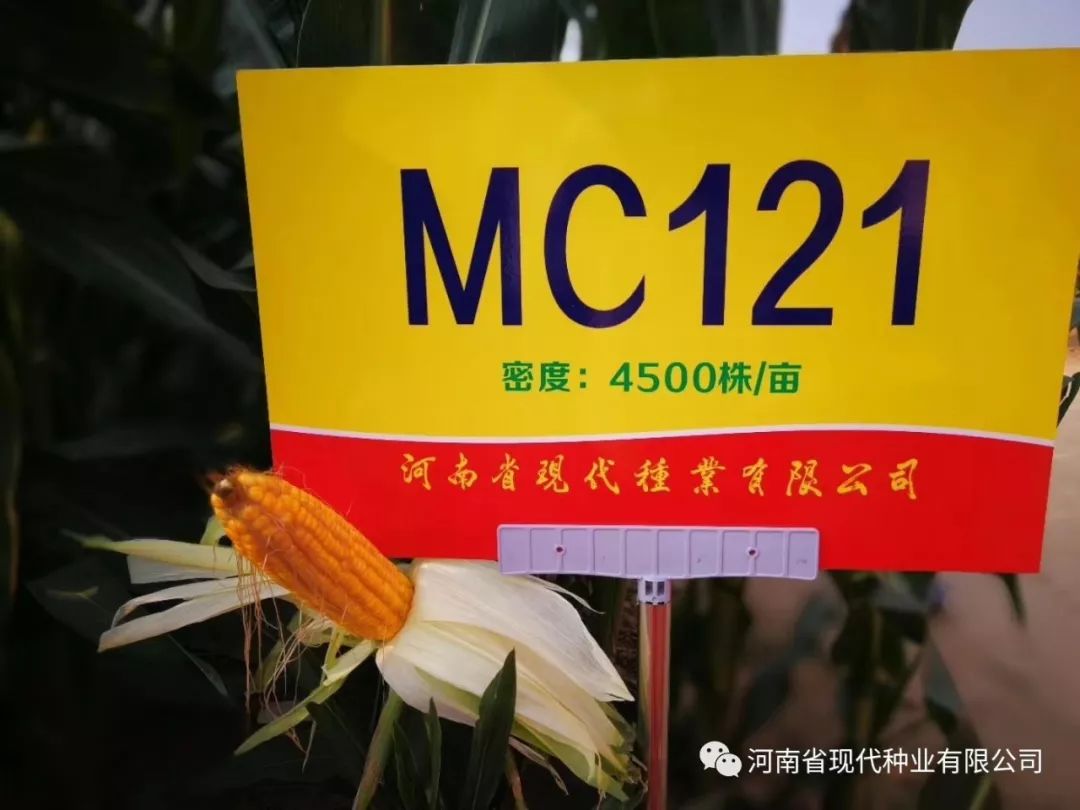 mc121玉米种审定公告图片