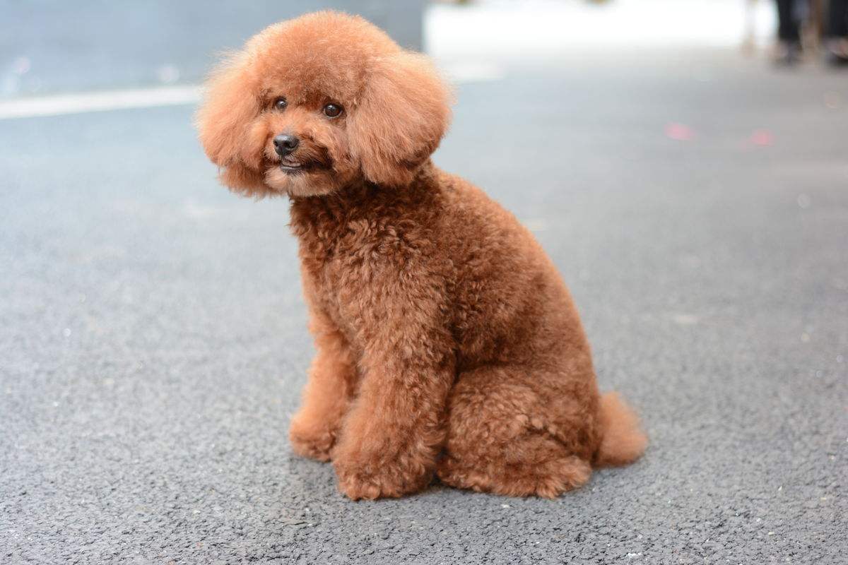 泰迪幼犬喂什麼吃的(泰迪幼狗吃什麼食物) - 醫藥經