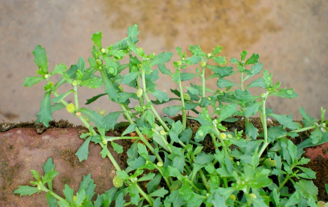 鹅仔黄食草图片