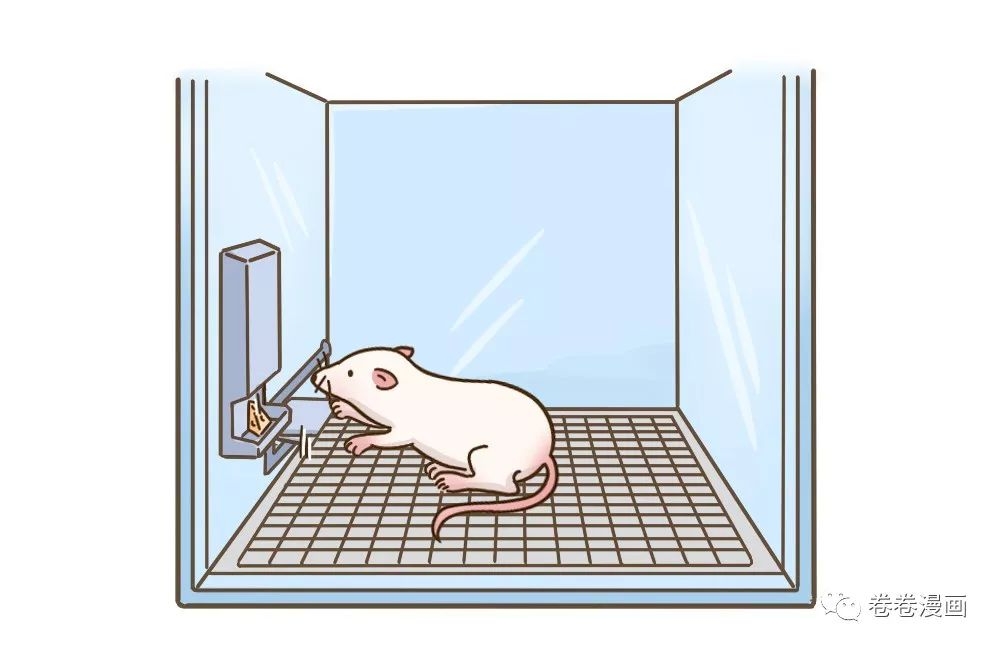 斯金纳的小白鼠实验图片
