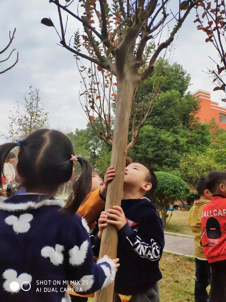 或还没做过,没关系,跟着城北幼儿园中班小朋友,一起去拜访大树吧!