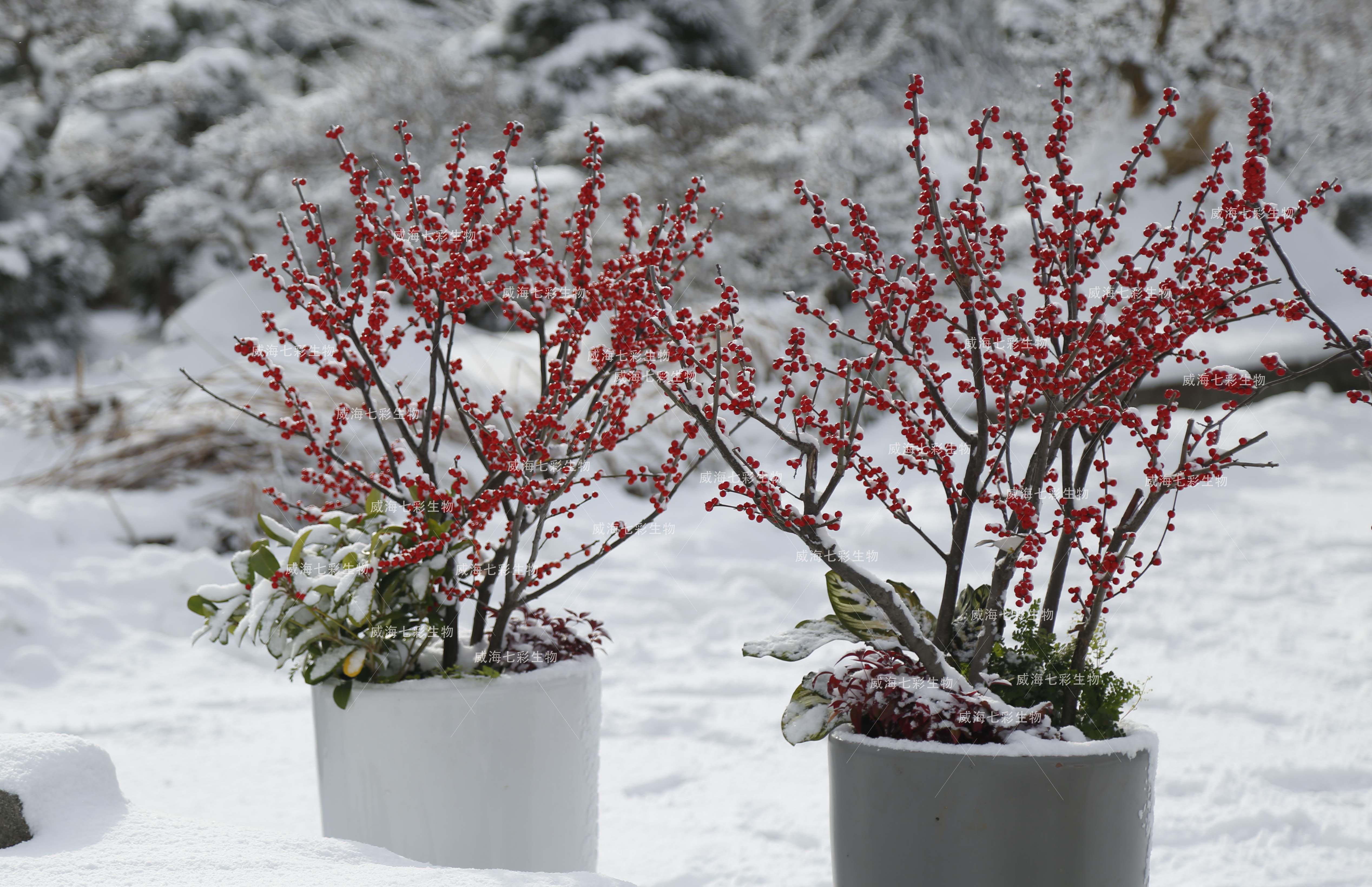 【要火】2019年最in年宵花—北美冬青,燃起这一冬!