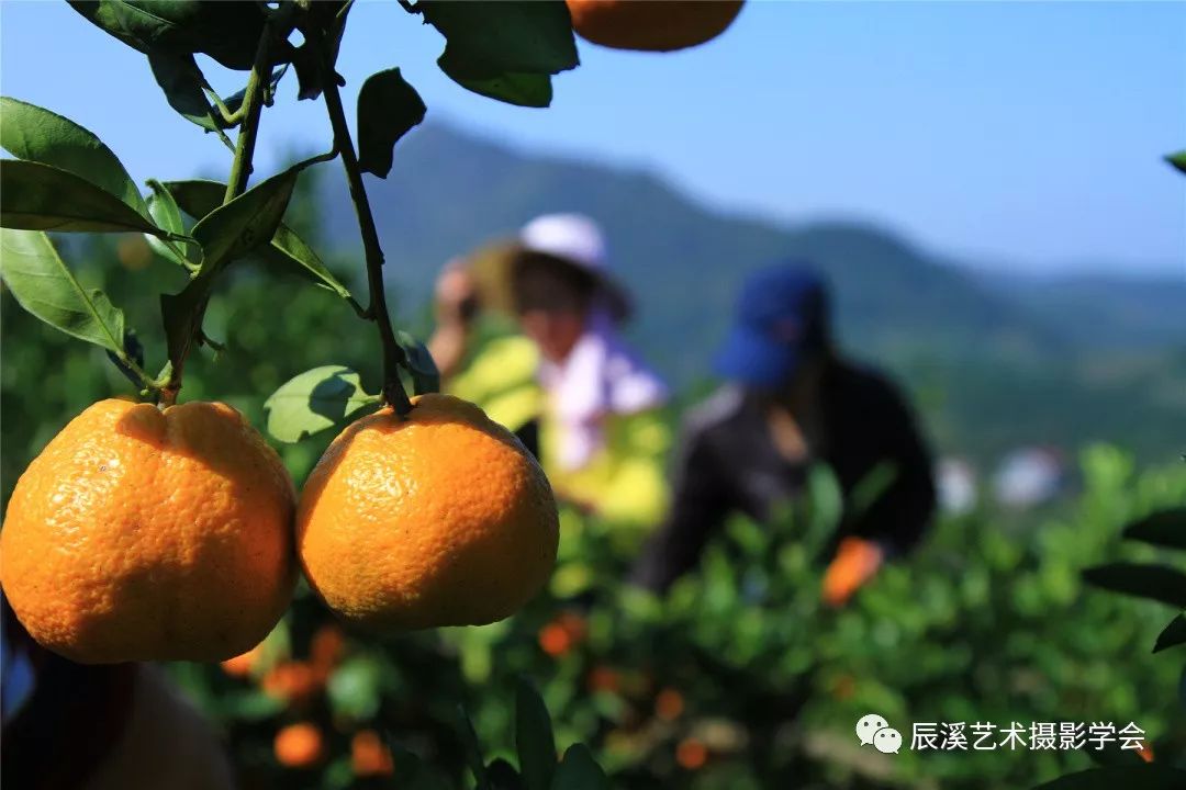 魅力辰溪|金色橘园道丰年,辰溪的橘子红啦,快来采摘吧!