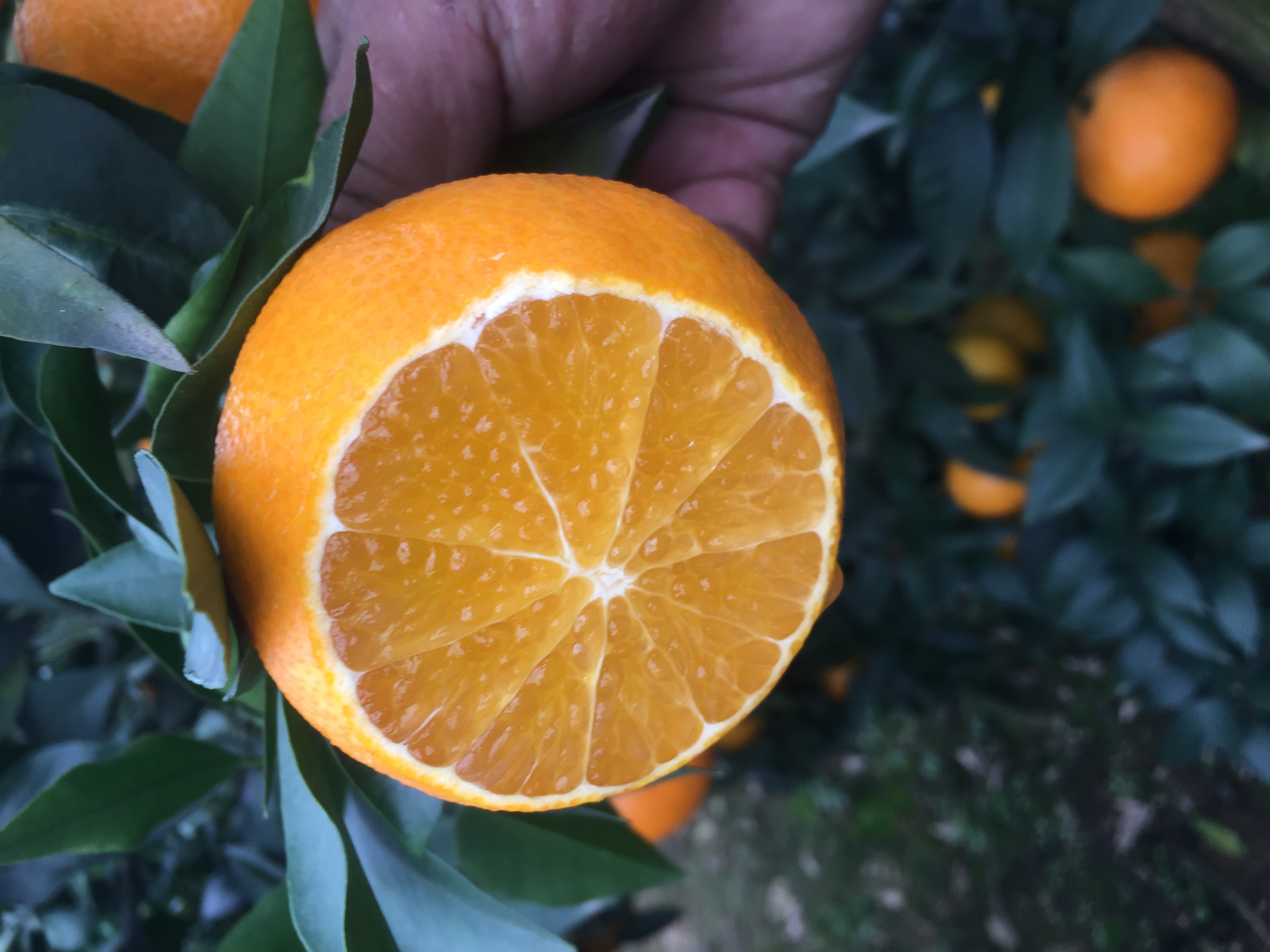 果然公社带你了解我国十大柑橘产区之三