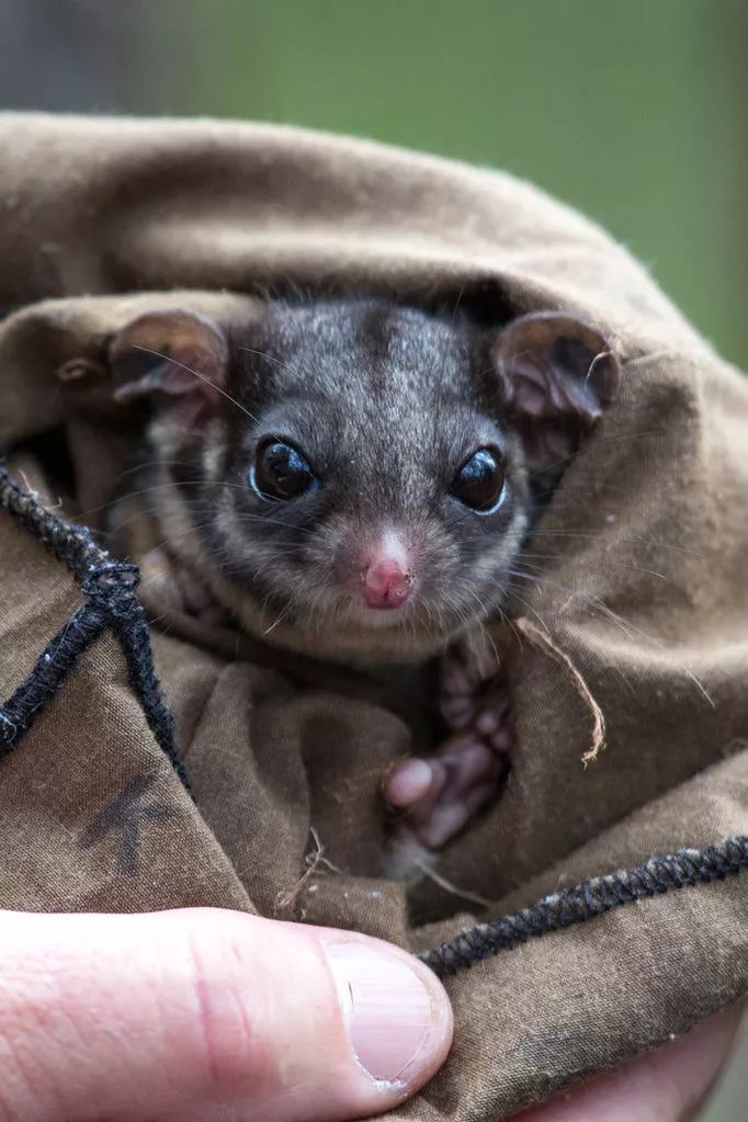 澳大利亚侏儒负鼠图片