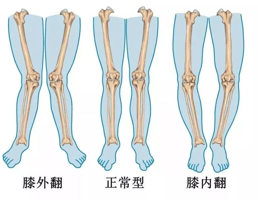 放大膝关节图片图片