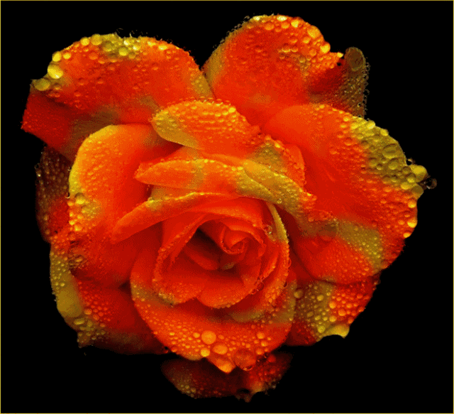 动态玫瑰花变色图片
