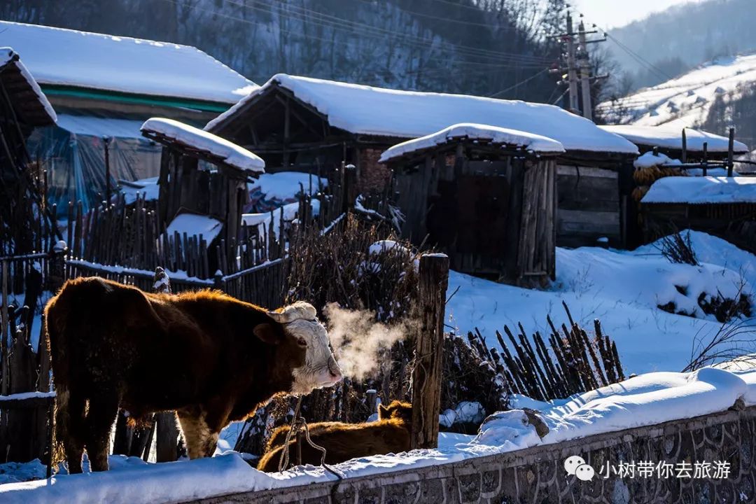 中國雪村松嶺小樹旅遊賞中國雪村登大山深處的雪域王國重磅推出松嶺