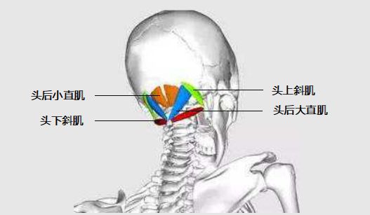枕下肌群由四对肌肉组成,分别为头上斜肌,头下斜肌,头后大直肌,头后小